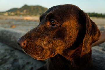 Chocolate labrador dog portrait