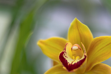 A yellow orchids on green blurred background. Soft focus. Copy space