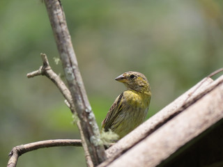 Canary bird. Bird of yellow color. Highlight for the bird