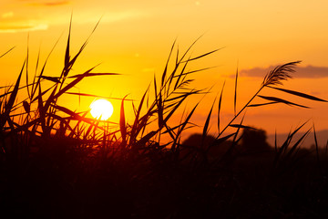 reeds against the backdrop of a sunny sunset