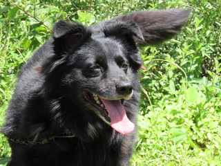 Black Border Collie Dog With Tongue Out