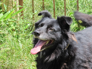 Black Border Collie Dog With Tongue Out