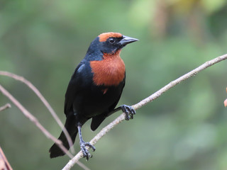 Bird over tree branches. Bird free in nature