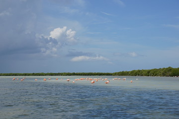 Wild flamingoes in Mexico © Paulina