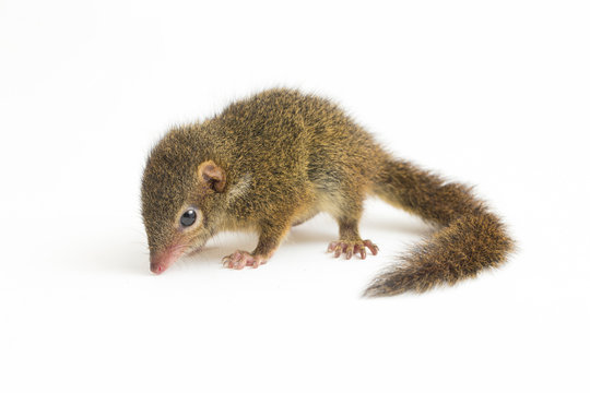 「Tupaia」の画像 254 件の Stock 写真、ベクターおよびビデオ Adobe Stock