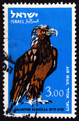 White-tailed eagle, Haliaeetus albicilla (Israel 1963)