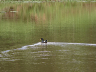 Wild duck swimming in a pond