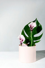 Pink gift box with calla flowers and exotic leaves.Untypical bouquet as a present