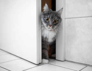 curious blue tabby white maine coon cat entering bath room through narrow door gap looking surprised © furryfritz