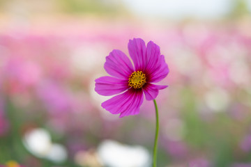 Cosmos sulphureus, Mexican Aster,Beautiful garden landscape, colorful blooming flowers,Pink flower.