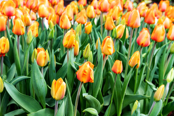 Orange tulips field, selected focus