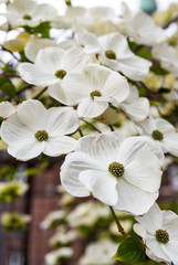 White flowers of Cornus florida or flowering dogwood