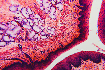 Cross section esophagus dog