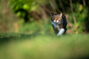 tabby white british shorthair cat outdoors in nature prowling  walking in sunlight looking ahead