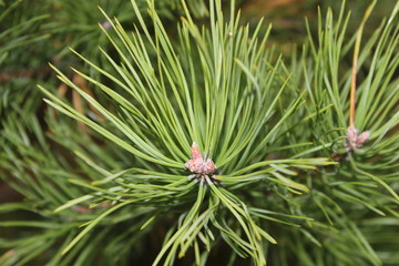 pine needle