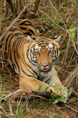 Female Tiger, Panthera tigris, Kanha National Park, Madhya Pradesh, India