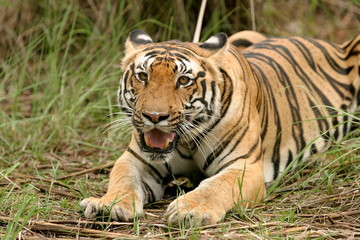 Fototapeta na wymiar Female Tiger, Panthera tigris, Kanha National Park, Madhya Pradesh, India