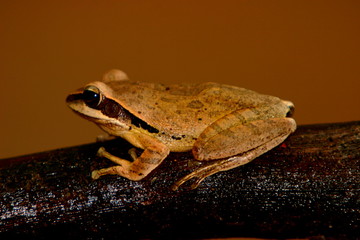 Common Tree Frog, Polypedates maculatus, Kanha National Park, Madhya Pradesh, India