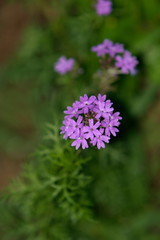 Species of Pimpimela, garden flower, India.