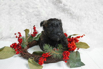 Scottish terrier puppy posing. Cute black doggy or pet playing with Christmas and New Year decoration. Looks cute. Studio photoshot. Concept of holidays, festive time, winter mood. Negative space.
