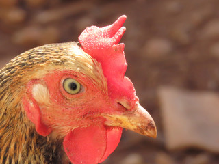 Free-range chicken with beak and eye details