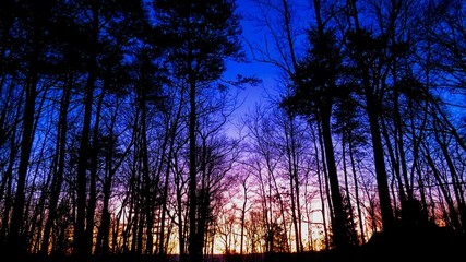 Sunrise Through Trees