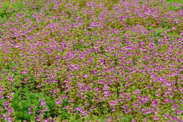 Impatiens balsamina - wild flowers during monsoon only. Western Ghats, India