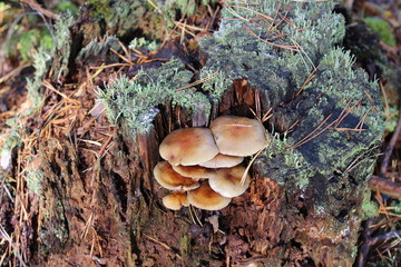 mushrooms in the forest