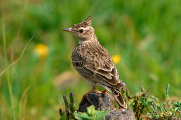 Crested Lark�Galerida cristata. Found on plateaus