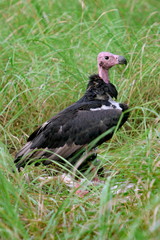 Read headed Volture�Sarcogyps calvus. Very rarely found. This is an endangoured bird.