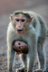 mother and cub�Rhesus Monkey. 