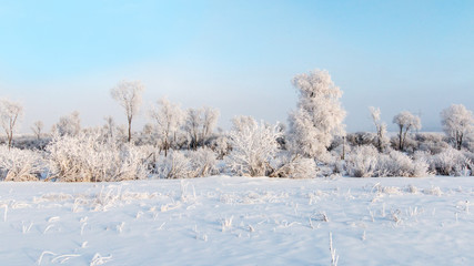 Scenery. Trees in hoarfrost in a white field against a blue sky with clouds.