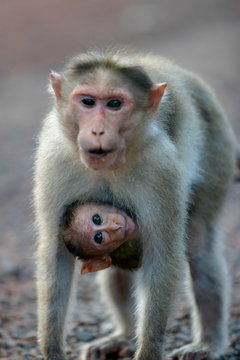 Mother And Cub�Rhesus Monkey. 