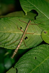 Stick insect