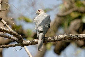 Shikra, Accipiter dadius, Kanha National Park, Madhya Pradesh, India 