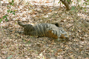 Male tiger, Panthera tigris, Kanha National Park, Madhya Pradesh, India 