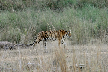 Female tiger, Panthera tigeris, Kanha National Park, Madhya Pradesh, India 