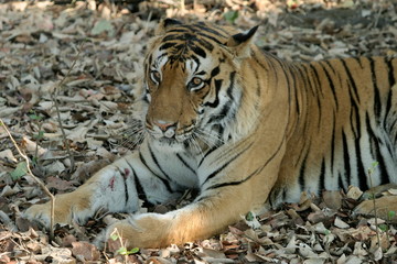 Male tiger, Panthera tigeris, Kanha National Park, Madhya Pradesh, India 