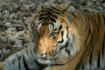 Fototapeta na wymiar Male tiger, Panthera tigeris, Kanha National Park, Madhya Pradesh, India 