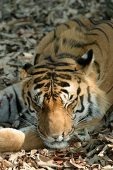 Male tiger, Panthera tigeris, Kanha National Park, Madhya Pradesh, India 