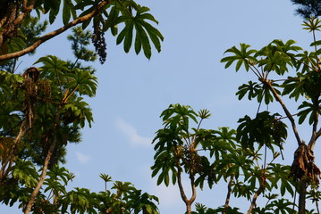 background of palm tree tops behind a clear blue sky, horizontal shot