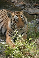 Male tiger, Panthera tigris, Kanha National Park, Madhya Pradesh, India 
