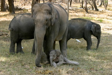 Naklejka premium Indian elephant, Elephas maximus, with just born calf, Kanha National Park, Madhya Pradesh, India 