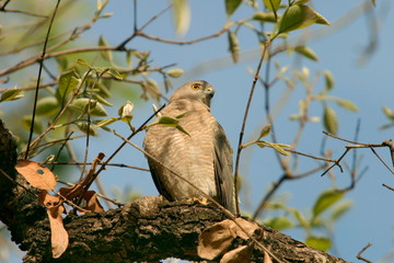 Shikra, Accipiter dadius, Kanha National Park, Madhya Pradesh, India 