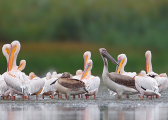 Big flock of white pelicans from Danube delta. One young bird is black.