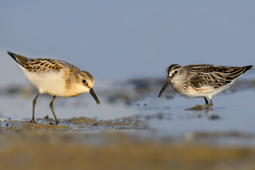 A rare and unusual picture. The little stint and Broad-billed stint together feed on the shore of the estuary. Identification features of each bird are good visible.