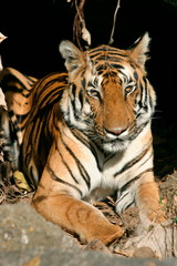 Female tiger, Panthera tigris, Kanha National Park, Madhya Pradesh, India 