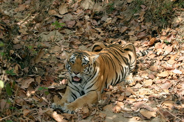 Female tiger, Panthera tigris, Kanha National Park, Madhya Pradesh, India 