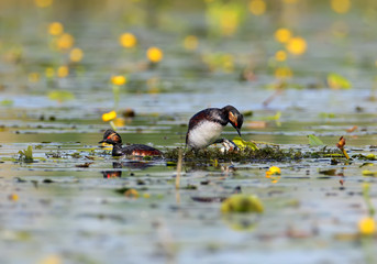 Black necked grebe in breeding plumage building the nest.