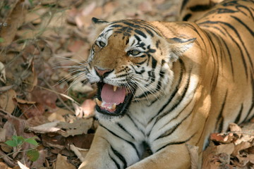 Female tiger, Panthera tigeris, Kanha National Park, Madhya Pradesh, India 